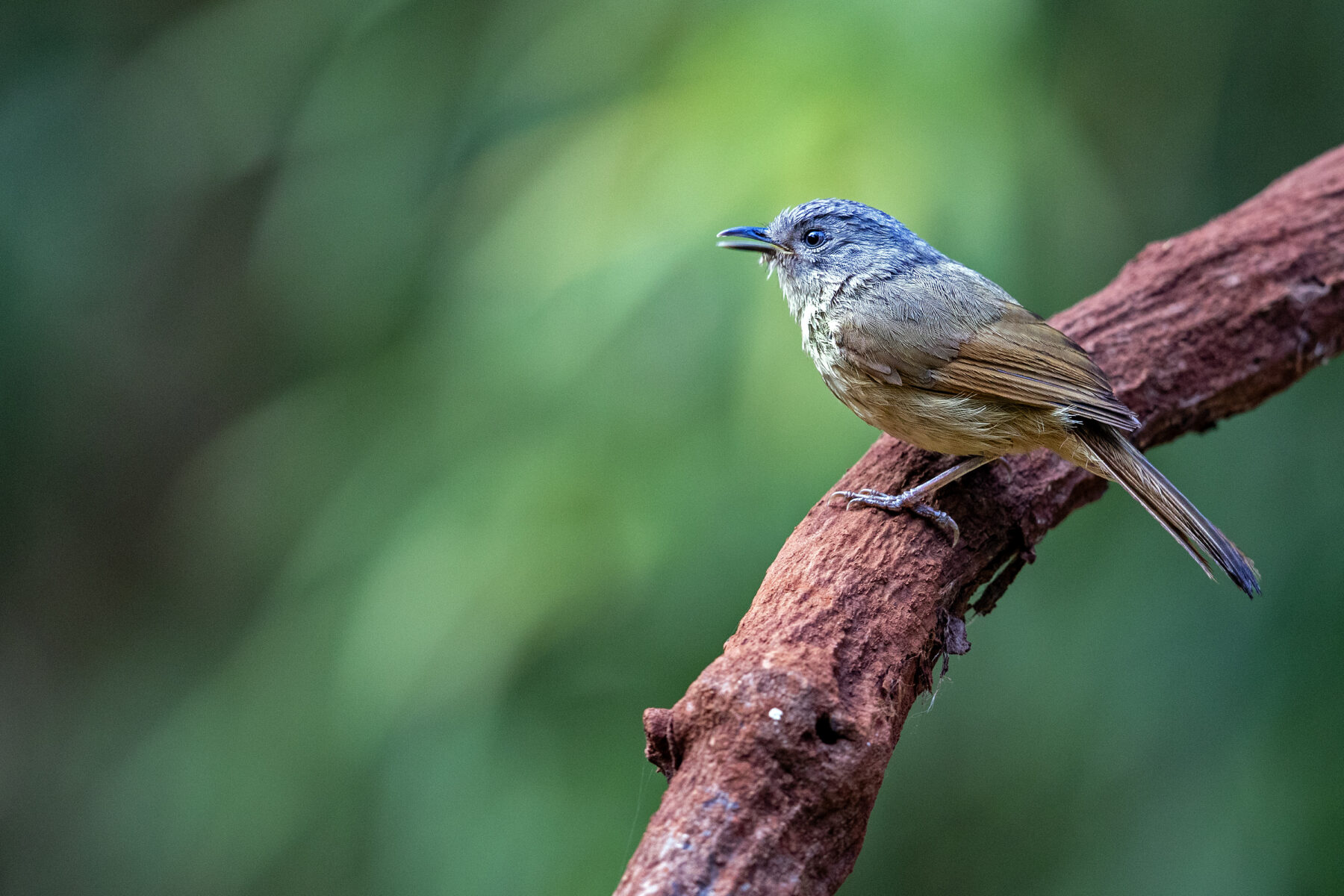 A brown-cheeked fulvetta (Alcippe poioicephala) on a mossy red branch at Ganeshgudi — a small plain babbler with a grey cap, brown cheeks and buff underparts, bill open mid-call.