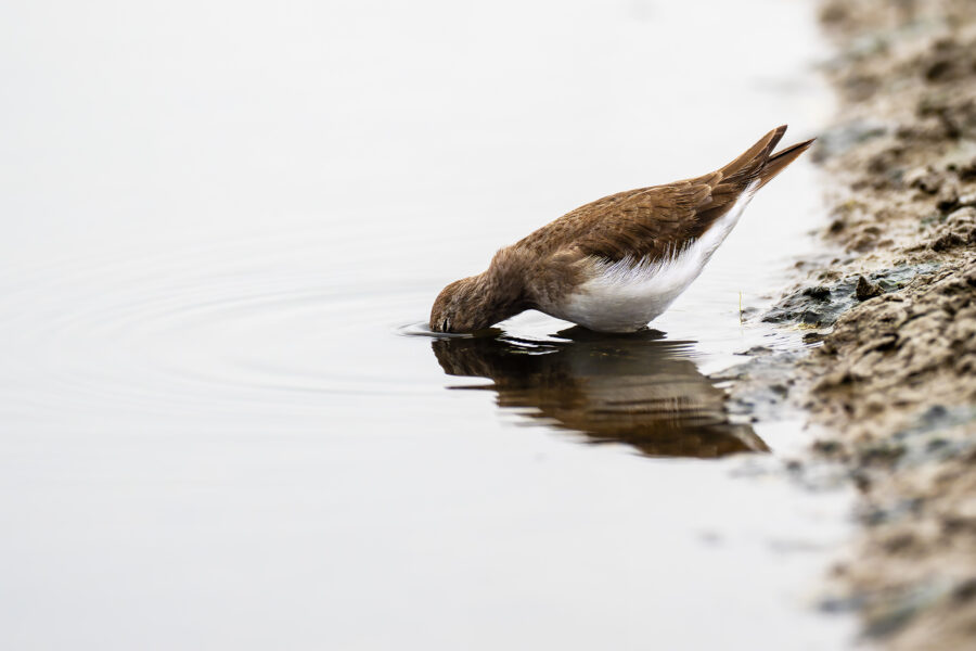 A common sandpiper (Actitis hypoleucos) bending to the still water's edge at Airoli Creek, its reflection mirrored below — a small brown-and-white wader with a white notch in front of the wing.