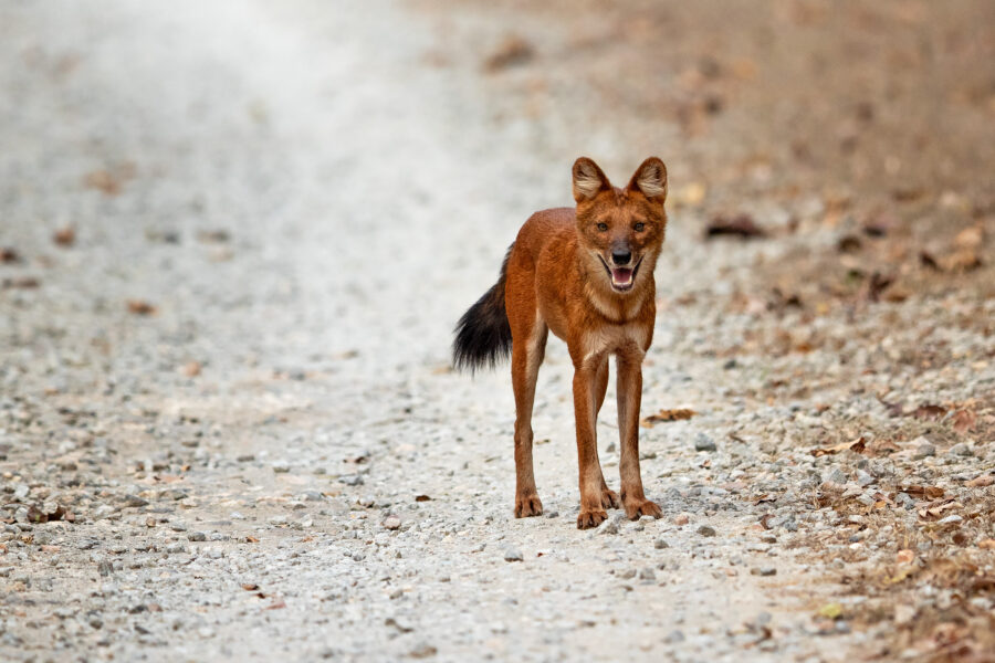 A dhole (Cuon alpinus), India's wild dog, standing on a forest track in Kabini — rusty-red coat, rounded ears and a bushy black-tipped tail.