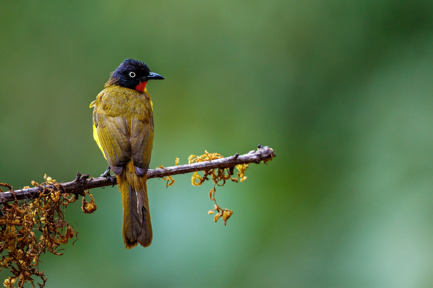 A flame-throated bulbul (Rubigula gularis) perched on a mossy branch at Ganeshgudi, looking back over its shoulder — glossy black head, pale staring eye, olive-green body and bright yellow underparts, with a glint of its orange throat.