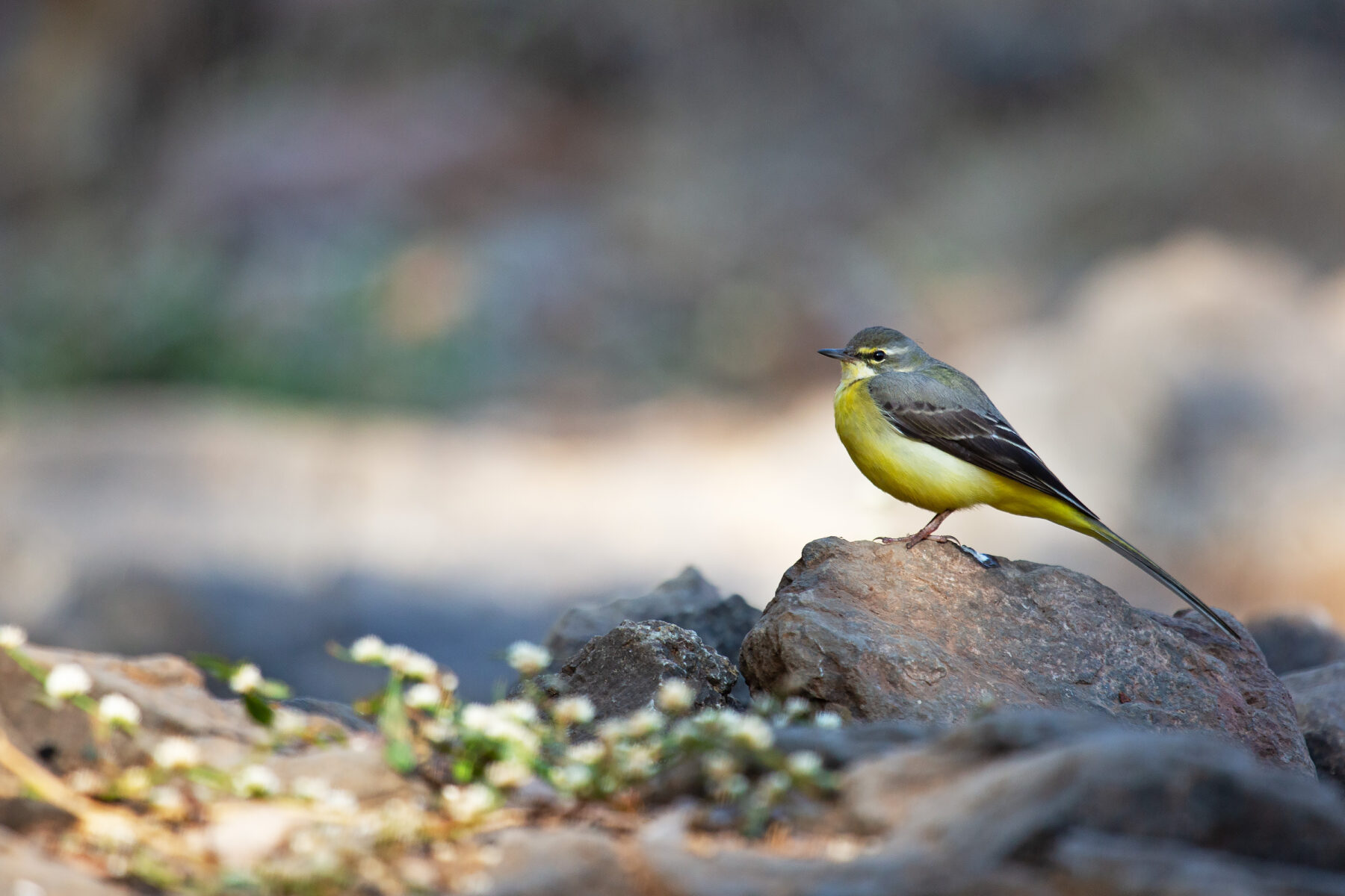 A grey wagtail (Motacilla cinerea) perched on a rock at Sinhagad — slate-grey above, lemon-yellow below, with a long tail and a pale eyebrow.