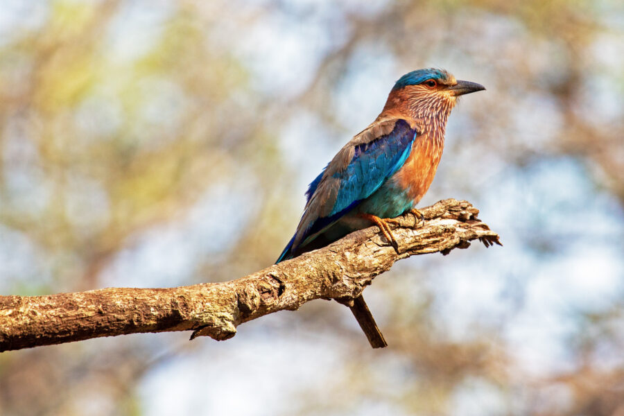 An Indian roller (Coracias benghalensis) perched low in the Kabini forest at first light, its blue-and-cinnamon plumage catching the sun.