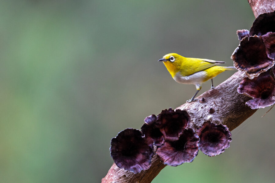 An Indian white-eye (Zosterops palpebrosus) on a fungus-covered branch at Ganeshgudi — tiny and olive-yellow, with a bold white ring around its eye.