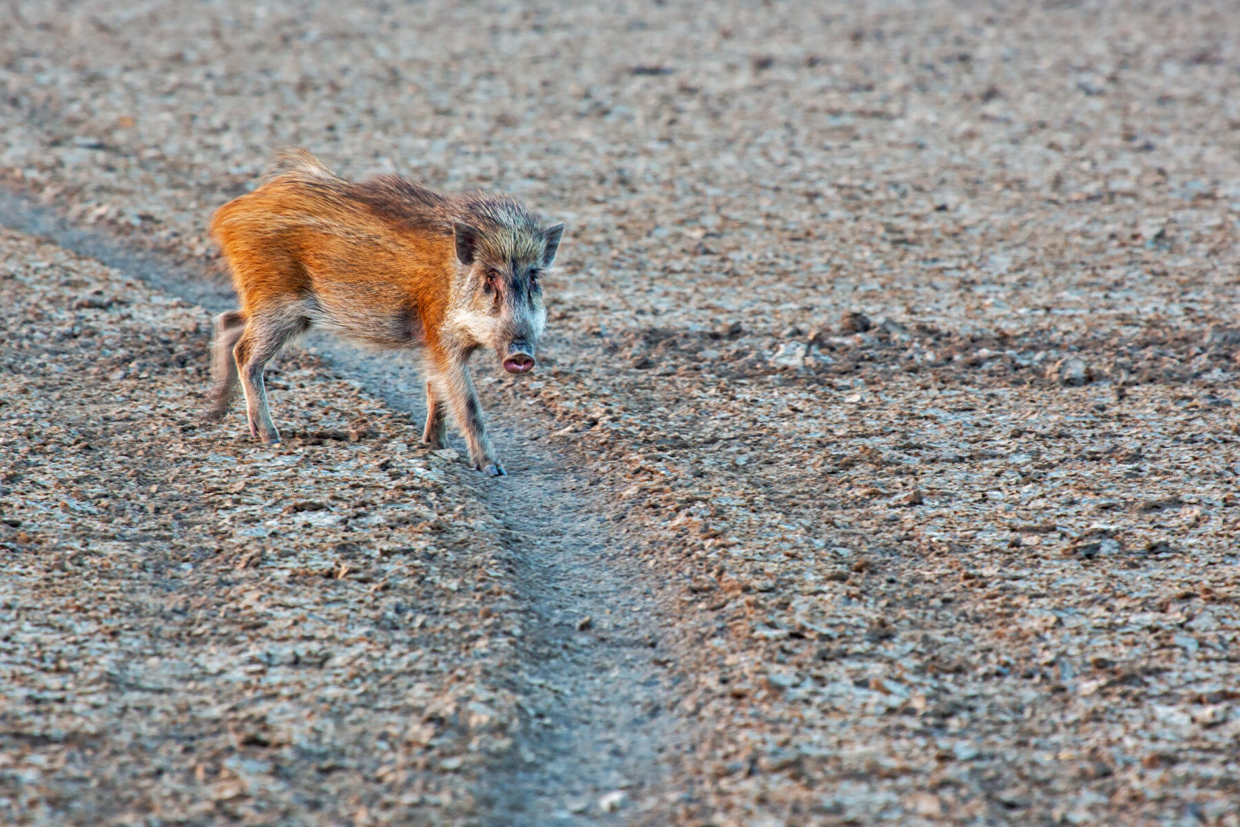 A lone Indian wild boar (Sus scrofa cristatus) crossing the cracked grey salt flats of the Little Rann of Kutch in evening light — rust-red coat and a bristly dark mane.