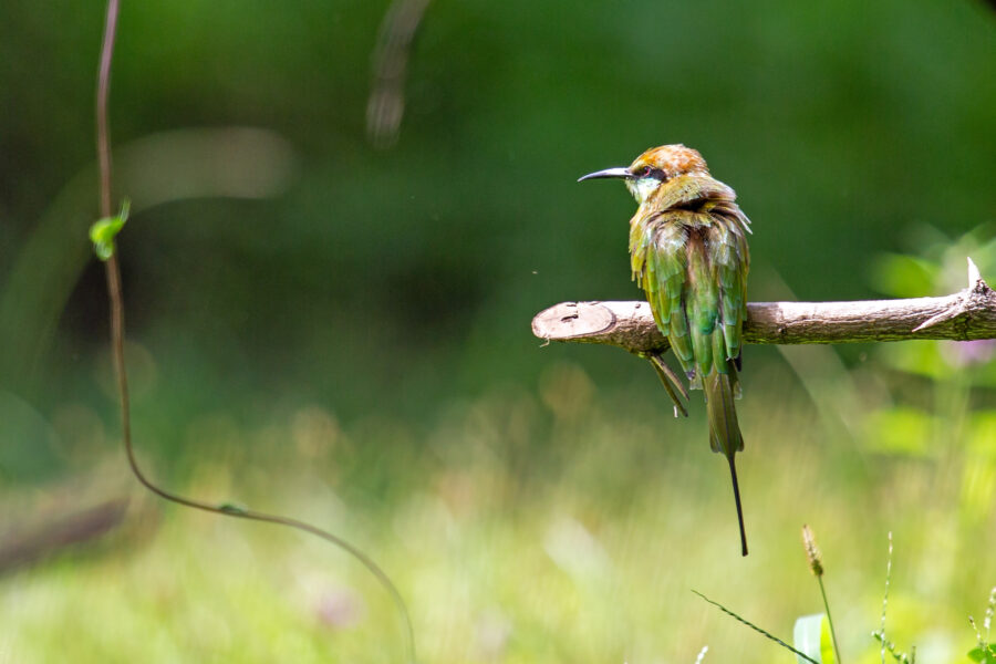 A little green bee-eater (Merops orientalis) perched at Sinhagad, Pune — a small, bright-green bird with a slender curved bill and thin tail streamers.