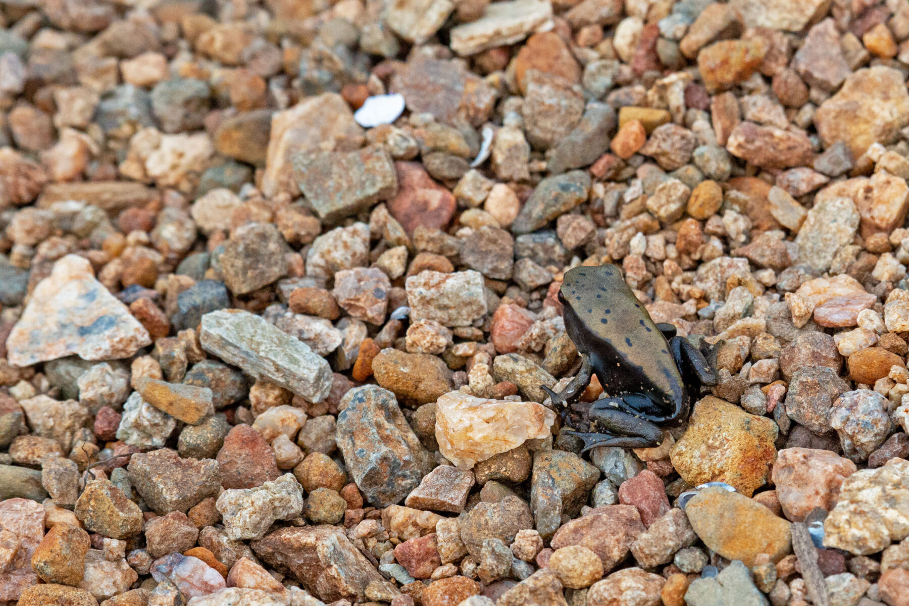 A bicoloured frog (Clinotarsus curtipes) on river-bed gravel at the Kabini, Karnataka, its dark body flecked with pale spots.
