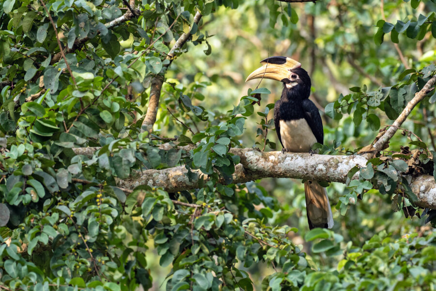 A Malabar pied hornbill (Anthracoceros coronatus) perched in green canopy at Kabini — glossy black and white, with a large cream casqued bill.