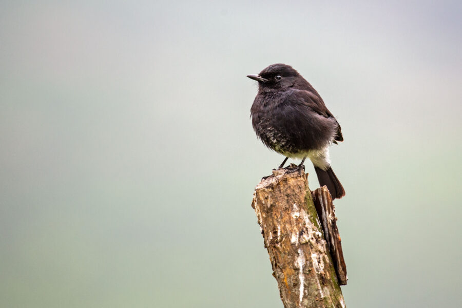 A male pied bush chat (Saxicola caprata) — glossy black with a white wing patch — perched upright by the tea plantations of Munnar.