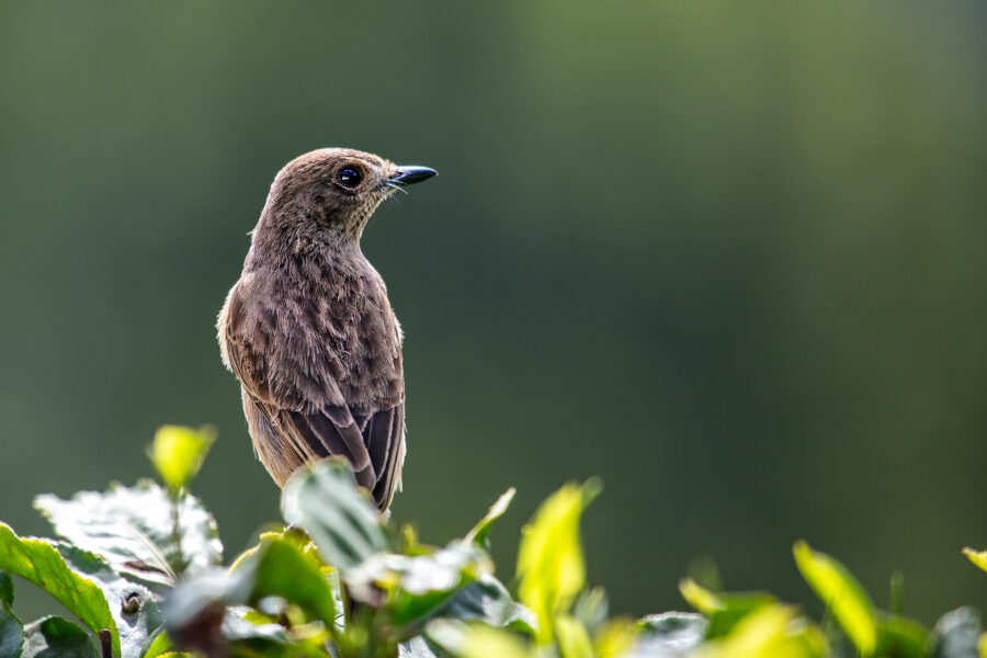 A female pied bush chat (Saxicola caprata) perched on a leafy bush top in Munnar — a plain warm-brown chat with its bill slightly open.