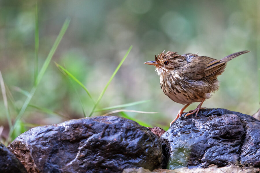A puff-throated babbler (Pellorneum ruficeps) perched on a wet rock at a Ganeshgudi forest pool — a small brown babbler with a rufous cap and dark-streaked white underparts.