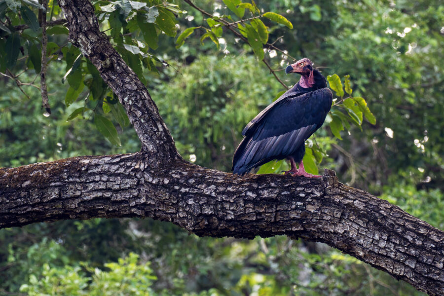 A red-headed vulture (Sarcogyps calvus) perched on a bare branch in the Kabini forest — deep slate-black plumage and a bare, bright-red head and neck.