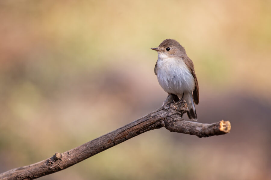 A Taiga (red-throated) flycatcher (Ficedula albicilla) perched on a bare twig at Sinhagad — small, grey-brown above and white below, with a dark white-edged tail.