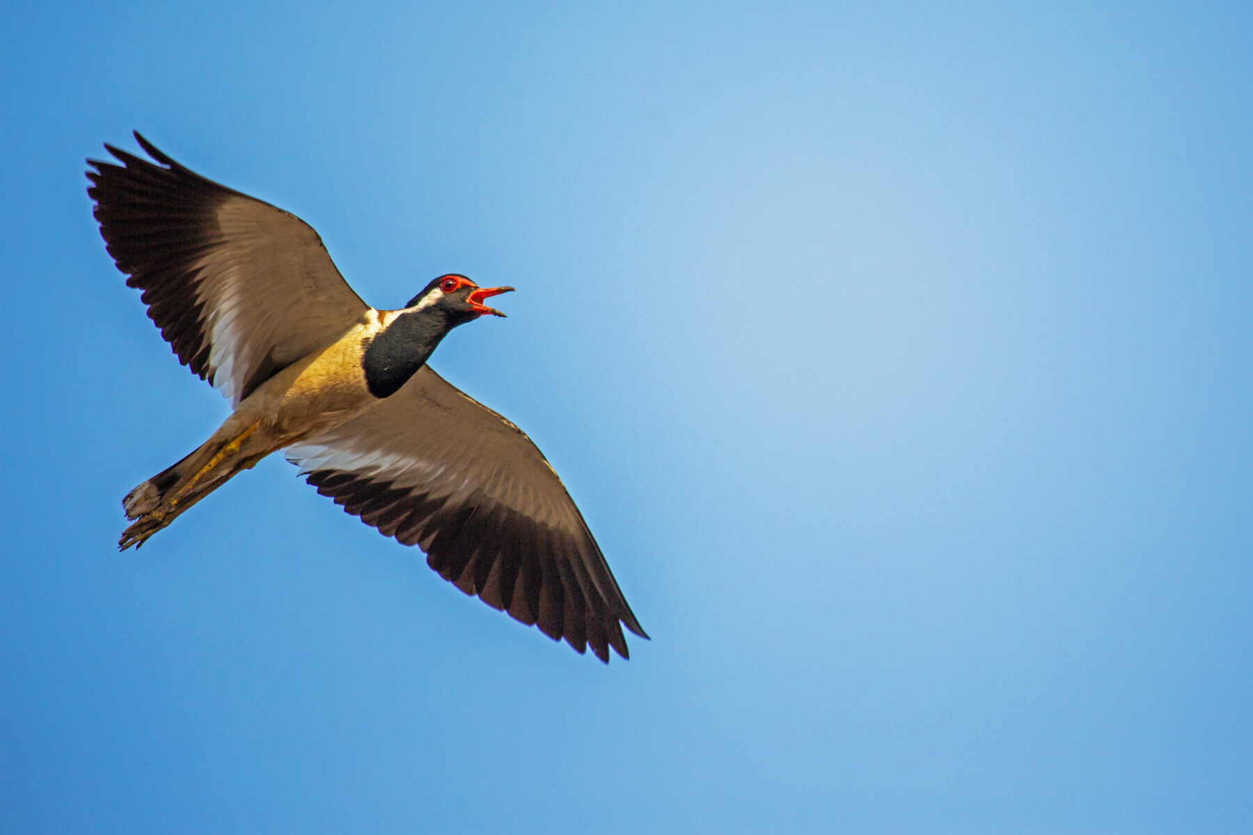 A red-wattled lapwing (Vanellus indicus) in flight over Ulwe, Navi Mumbai, calling with its bill open — brown and black with a red facial wattle and long yellow legs.