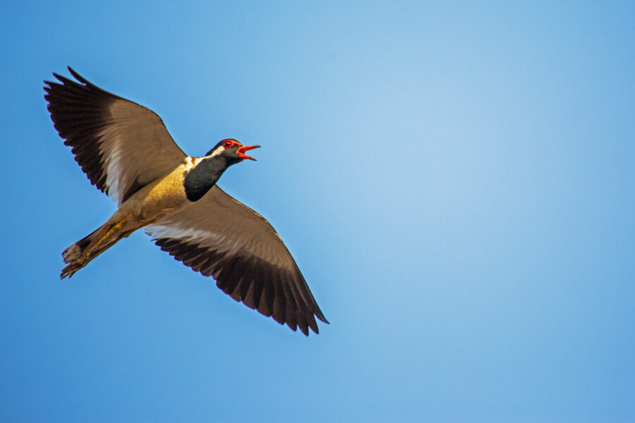 A red-wattled lapwing (Vanellus indicus) in flight over Ulwe, Navi Mumbai, calling with its bill open — brown and black with a red facial wattle and long yellow legs.