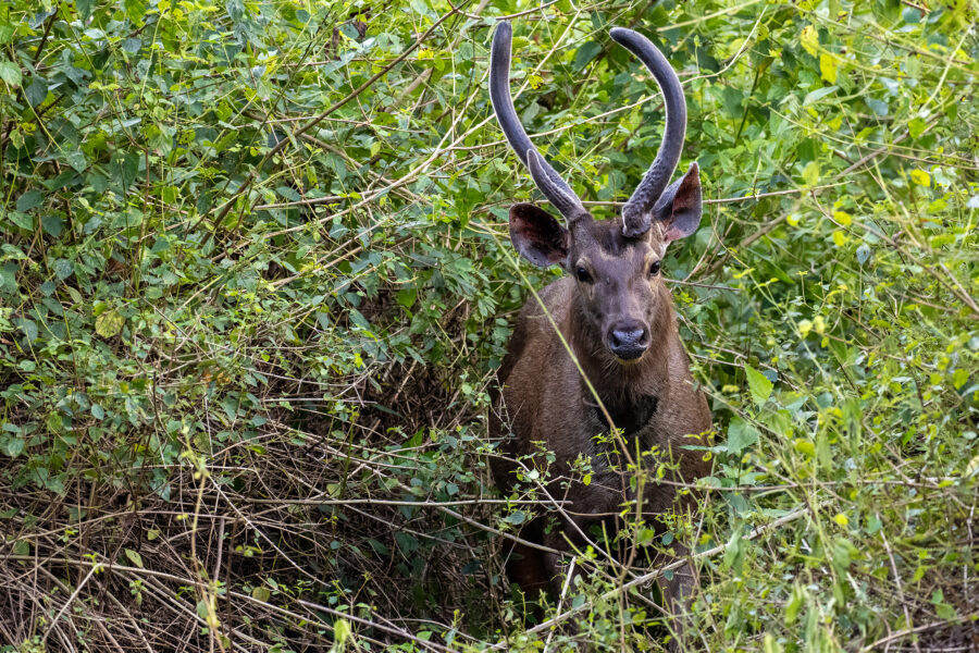 A male sambar (Rusa unicolor) with tall antlers standing in dense green undergrowth in the Kabini forest — a large, dark, shaggy-coated deer facing the camera.