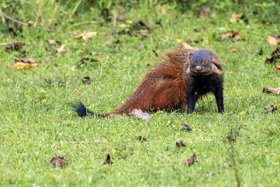 A stripe-necked mongoose (Urva vitticolla) low in green grass at Kabini — grizzled rust-brown body, dark grey head, black legs and a black-tipped tail, with the dark band running from ear to shoulder.