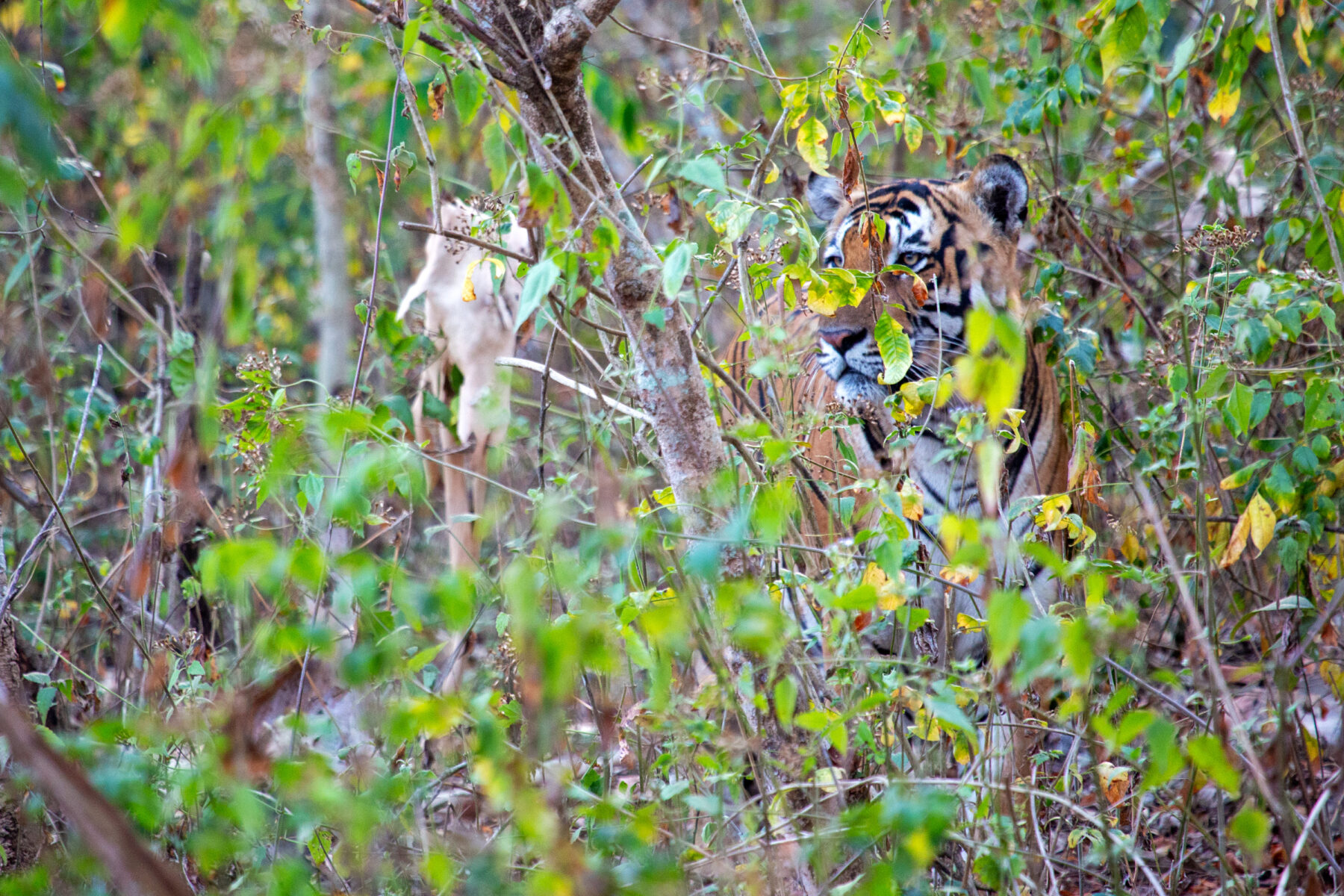 A Royal Bengal tiger (Panthera tigris tigris) sitting quietly among dry grass in the Kabini forest, partly camouflaged and watching.