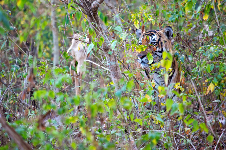 A Royal Bengal tiger (Panthera tigris tigris) sitting quietly among dry grass in the Kabini forest, partly camouflaged and watching.