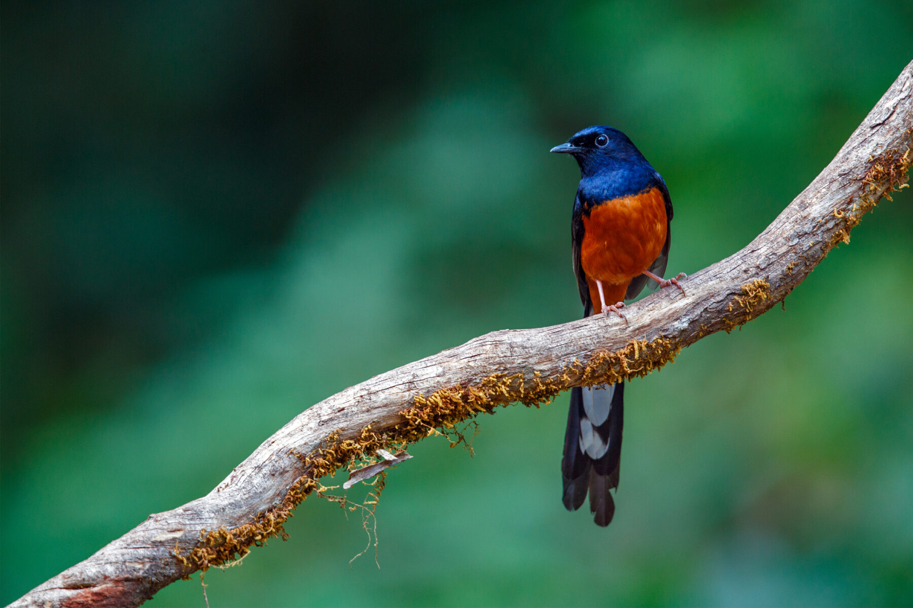Male white-rumped shama perched on a mossy branch at Ganeshgudi — glossy blue-black head and back, deep chestnut breast, and a long black-and-white tail.