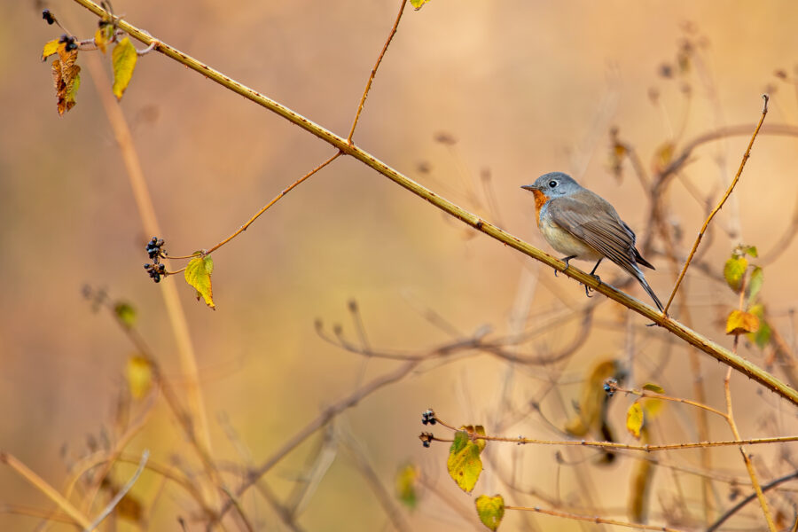 An adult male Red-breasted Flycatcher perched on a thorny stem in low morning light at Sinhagad — blue-grey head with a bold white eye-ring, a bright orange throat and upper breast, grey-brown back and wings, and a dark tail, against a soft golden background.